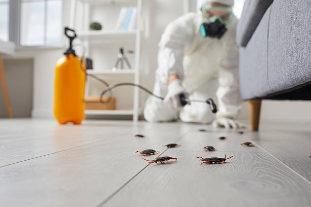 Post-Treatment Bed Bug Interceptor Monitoring in Manning
